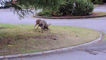 Deer Fight Bad to the Bone!! MUST WATCH