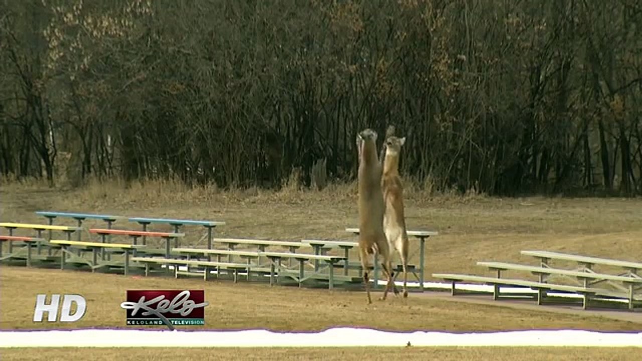 Deer Fight !!! MUST WATCH