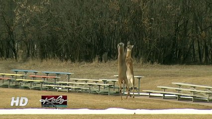Deer Fight !!! MUST WATCH
