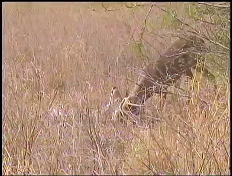 Deadly Duel White-Tailed Deer