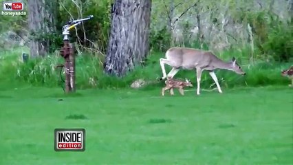 Baby Deer Doesn't Want to Leave Her Rescuer's Side !! VERY EMOTIONAL TO WATCH !!!!