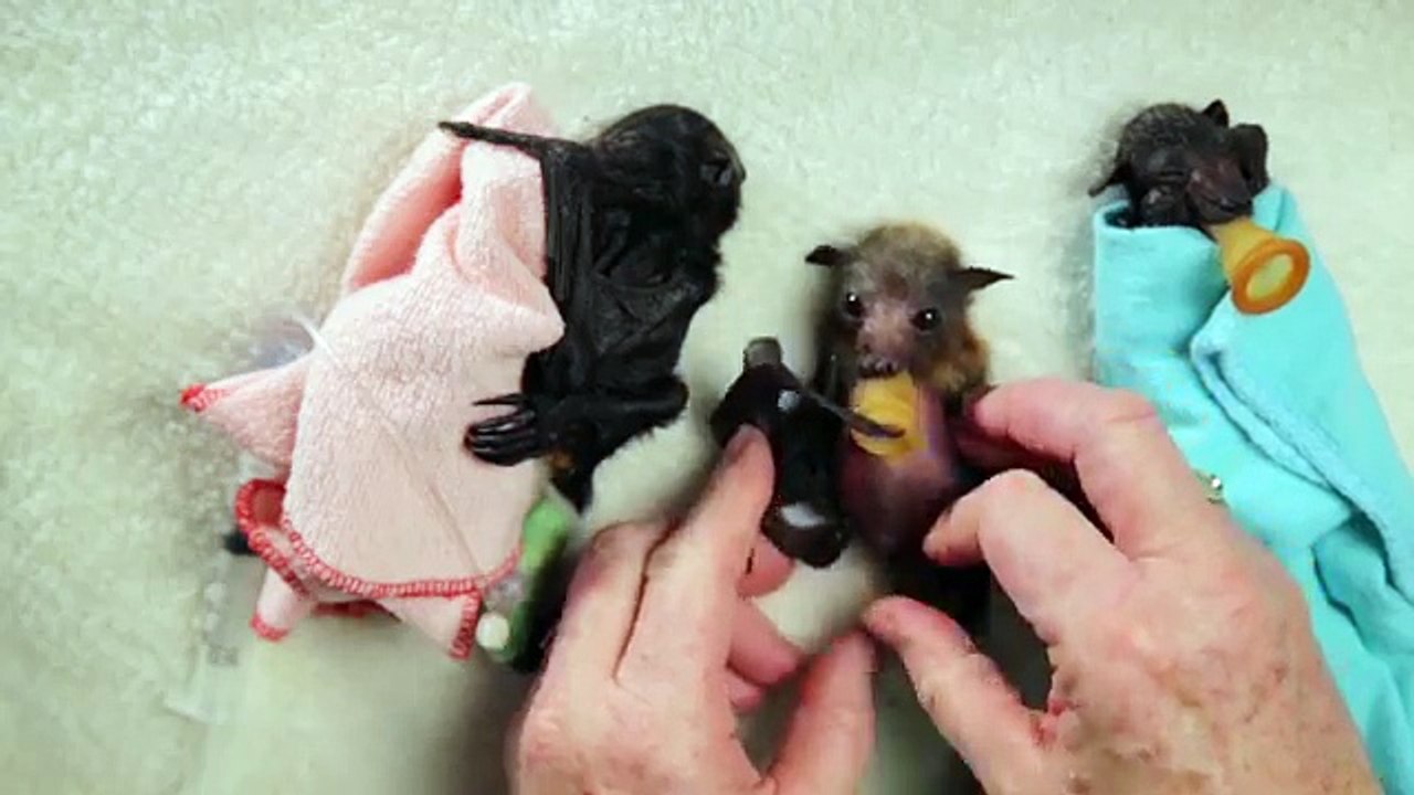 Baby Bat Burritos !!! CUTE CUTE CUTE