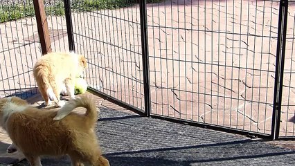 Cachorros hijos de Jenny -  Maka & Golden 10-04-16