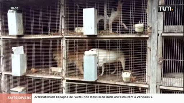 Des chiens maltraités récupérés par la SPA