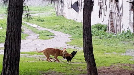 Köpek Ve Horozun oyunu