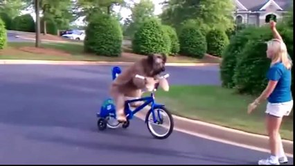 Funny Dog - Dog Cute Videos Compilation - Funny Dog Video 2016 - P.VI