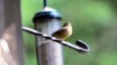 Baby goldfinch begging for food
