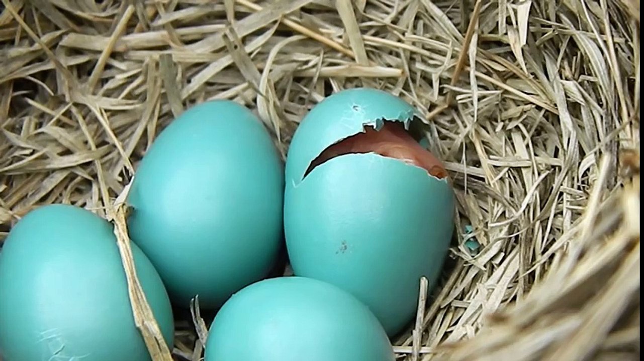 Baby Bird Hatching