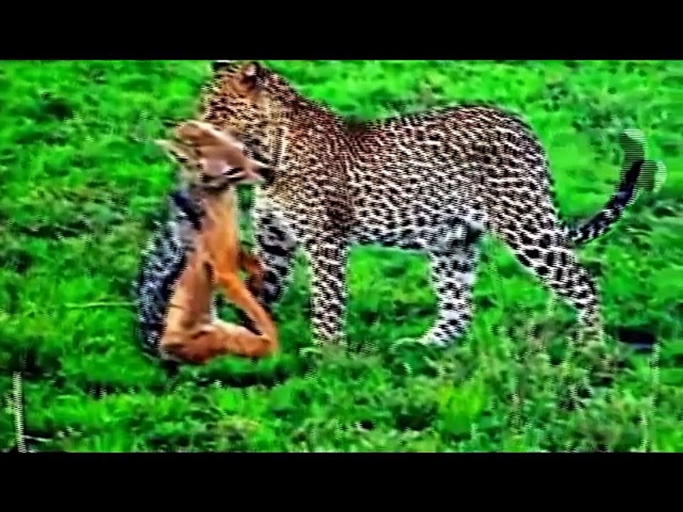 Leopard vs Black Eagle Real Fight ➤ Python Channel Tv