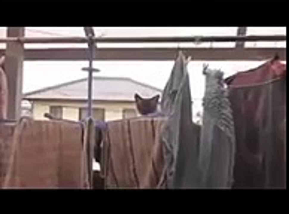 Cat Jump Fail with Music  Sail by AWOLNATION