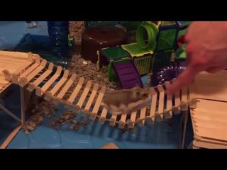Happy Hamster Plays Follow the Leader