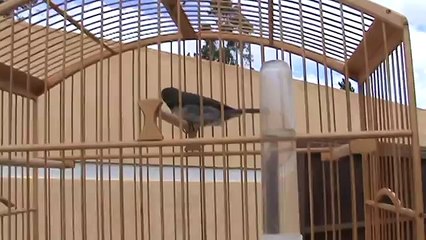 coleira alucinado cantando na mao