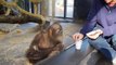 When a monkey sees a magic trick - funny monkey reaction to a magic trick