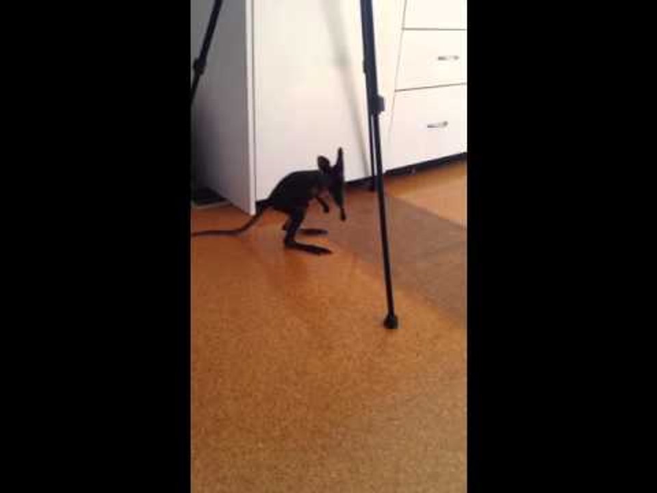 Baby Wallaby Takes Its First Steps