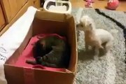 Dogs Meeting Kittens for the First Time Compilation 2015