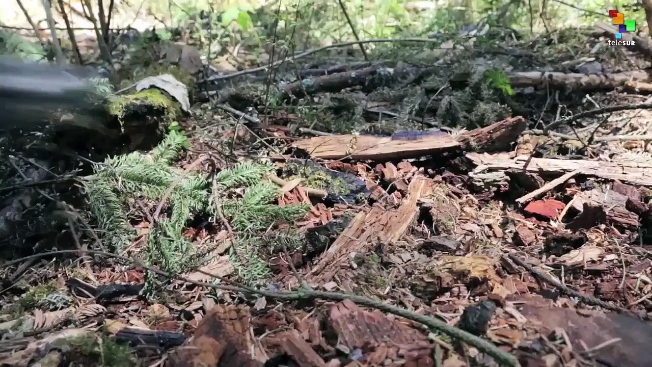 Indigenous Brigade Protects Forest