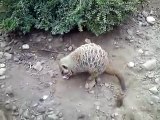 Funny Meerkat at Twycross Zoo (Hilarious)