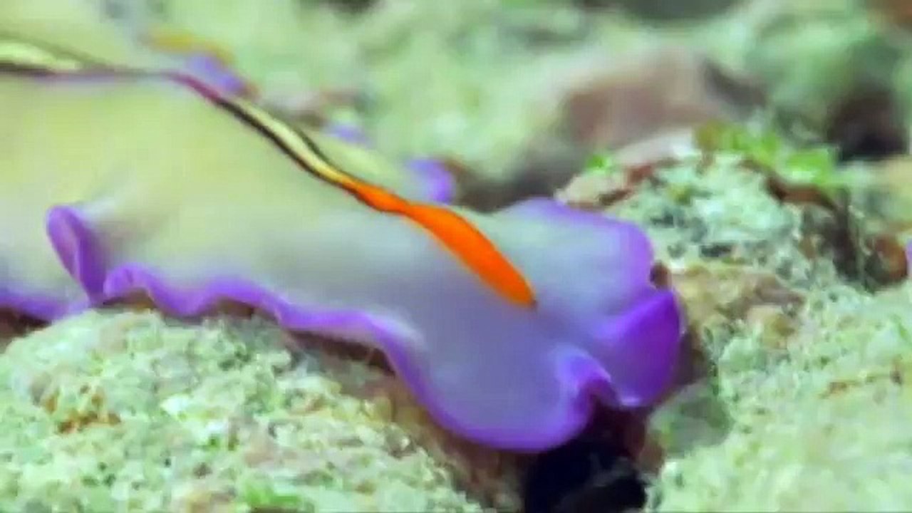 Triumph of Life (2) The Mating Game