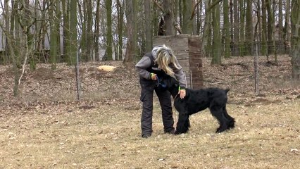 Giant Schnauzer Blackmoore   D´Artangan Radinie