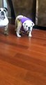 Cute Bulldog Hates Life Vest -Bulldog Hates Life Vest