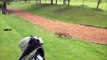 Fox Steals Mans Wallet on Golf Course