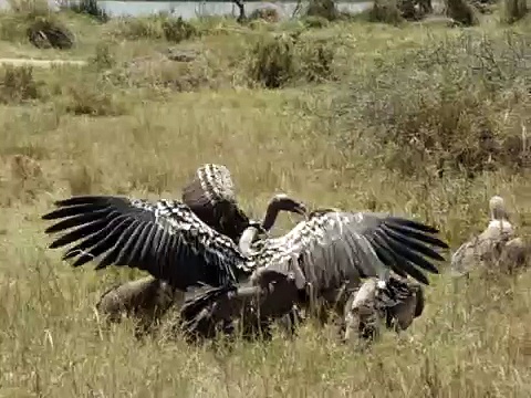 White-backed Vultures