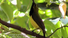 Burung Cuit - Like Cendrawasih, But Little.flv