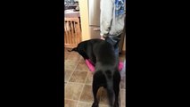 Dog Pulls Towel Out from Owners Feet