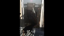 Little Dog Jumps High in Slow Motion