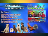 Eleccion del Perro mas Bonita, Mas Feo y El Gallo mas Grande de Pueblo Nuevo