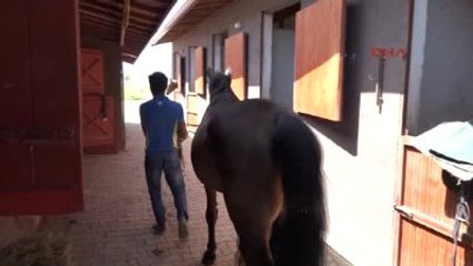 Antalya-Eski Bakan At Çiftliği Kurdu