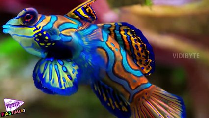Top 10 Ridiculously Weird Animal Mating Rituals