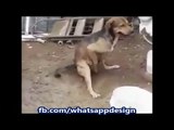 Funny Videos India __ Funny Indian Videos - 720P HD