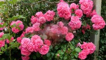 Roses,  Akaroa Gardens,  New Zealand.