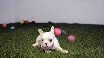 RIHANNA - French Bulldog puppies for Sale - Venta de bulldog frances - www.bullcanes.net