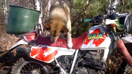 Очень послушная собака.