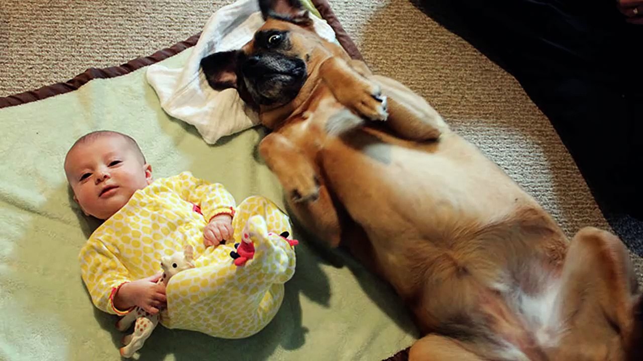 Funny dogs and babies talking - Cute dog & baby compilation