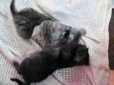 Egyptian Mau kittens playing 5 weeks  old 2010