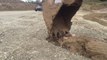 Une pelleteuse libère une biche prise dans la boue