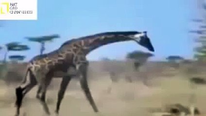 Biggest Wild Animal Fight,Animal Attack NAT GEO WILD 2015-AnimalWorld