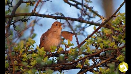 Соловей:  птица с певческим талантом