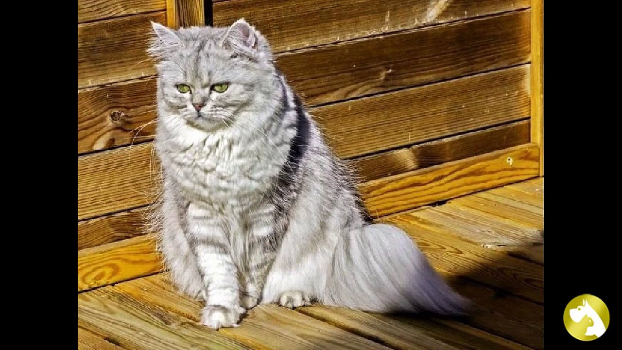 Кошка шиншилла: изящная серебряная дымка в окрасе