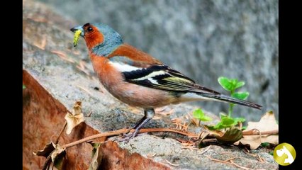 Зяблик: талисман семейного счастья