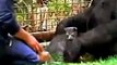 Koko the Gorilla Cries Over the Loss of a Kitten