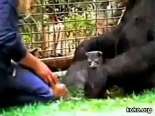 Koko the Gorilla Cries Over the Loss of a Kitten
