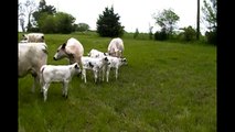A Short British White Cattle Pasture Tour