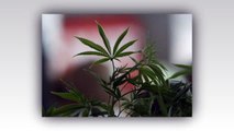Ohio sets November vote on legalizing marijuana. News 13 Aug