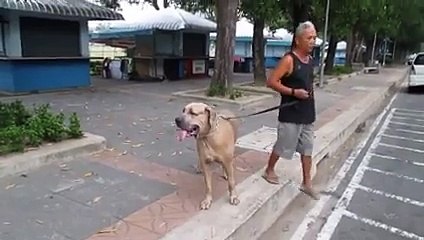 une maman chat protège ses petits