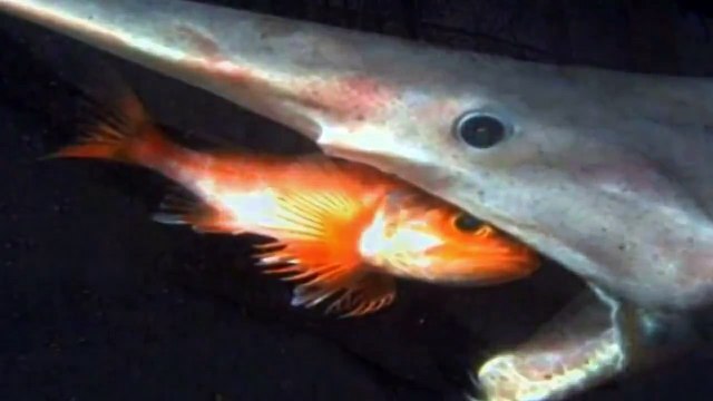 Monstruos Marinos Impresionantes - Terror En Las Profundidades