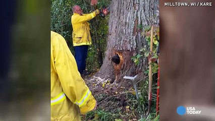 Bear cubs get stuck in tree trunk